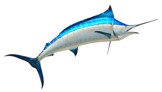 Fish PNG Transparent Image PNG images