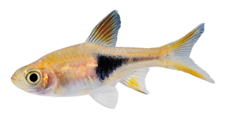 Little Fish Png PNG images