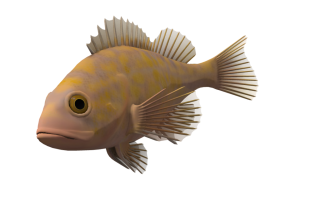 Ocean Fish Png PNG images