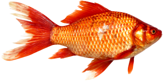 Orange Fish PNG Image PNG images