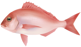 Purple Fish PNG PNG images