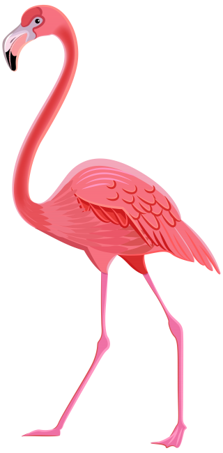 Charisma Flamingo Photos PNG images
