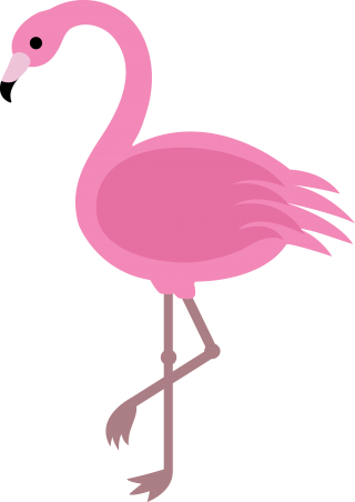 Flamingo Photo Pictures PNG images