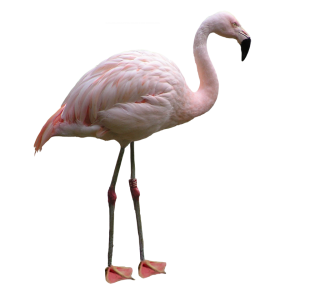 Hd White Flamingo Png Transparent Background PNG images