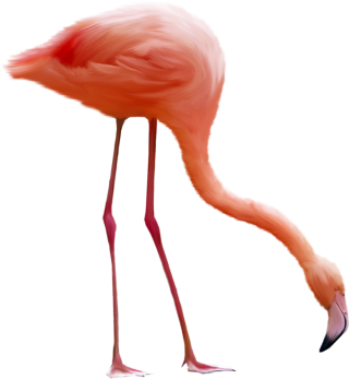 Huge Flamingo Photo Images PNG images