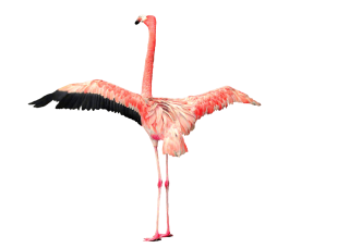 Long Winged Flamingo Photo Symbol PNG images