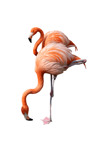 Looking For Food Flamingo Photo PNG images
