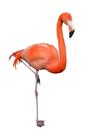 Nature Animal Flamingo Photos PNG images