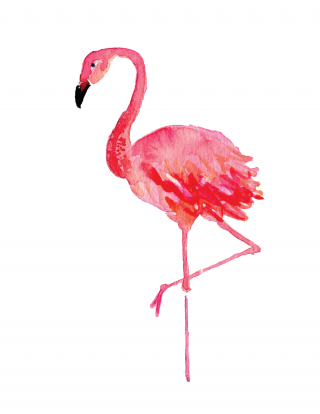 Posing Red Images Of Flamingo PNG images