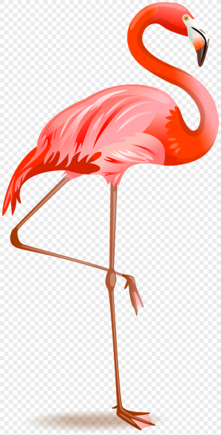 Puppy Of The East Flamingo Png Images PNG images