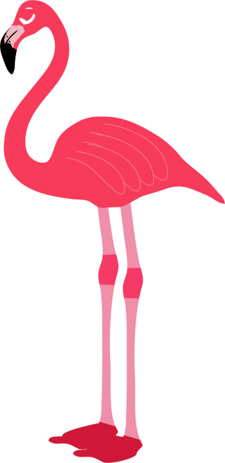 Red And Smart Flamingo Pictures PNG images