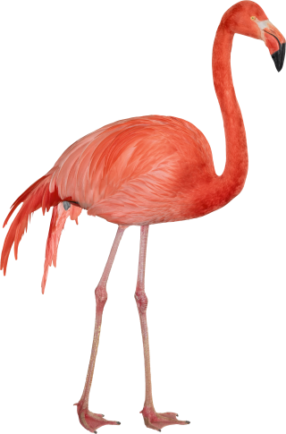 Red Long Legs Flamingo Transparent Background PNG images