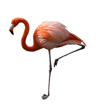 Single Foot Stance Flamingo Pictures PNG images