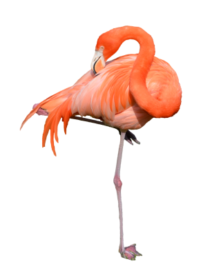 The Wonder Of Nature Flamingo Background PNG images