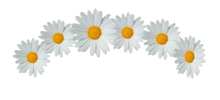 Daisy Flowers Crown Png PNG images