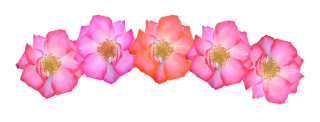Pink Flowers Crown Png PNG images