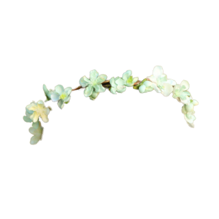 Tumblr Transparent Flower Crown Image Png PNG images