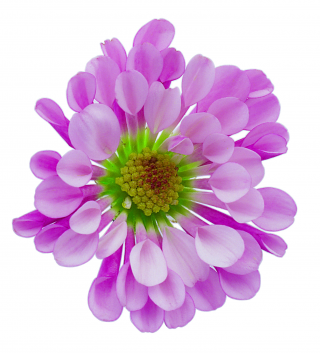 Flower Png Free Images Download PNG images