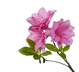 Download For Free Flower Png In High Resolution PNG images
