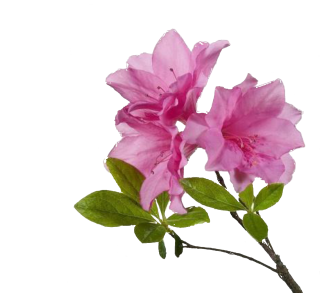 Flower Wrapping PNG Transparent Images Free Download