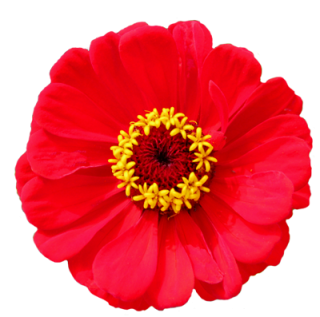 Free Vector Flower Png Download PNG images
