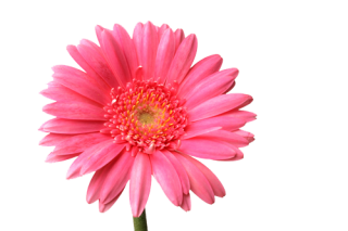 High Resolution Flower Png Clipart PNG images