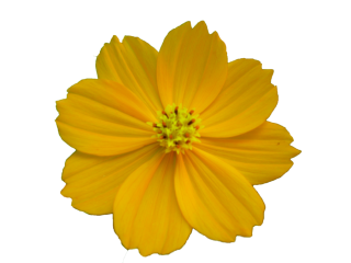 Free Flower Best Clipart Images PNG images