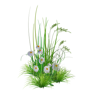 Transparent Flower Png Hd Background PNG images