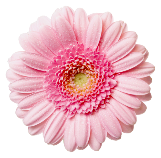 Best Clipart Png Flower PNG images