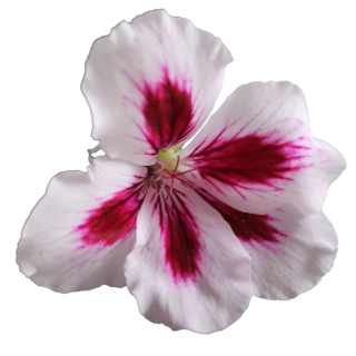Transparent PNG Flower Image PNG images