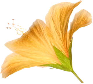 HD PNG Flower PNG images