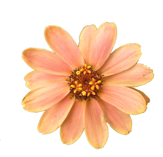 Get Flower Png Pictures PNG images