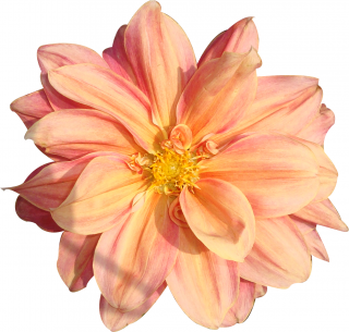 Clipart Best Png Flower PNG images
