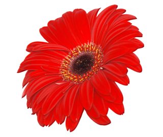 Image PNG Transparent Flower PNG images