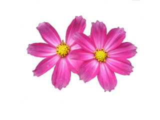 Free Download Flower Png Images PNG images