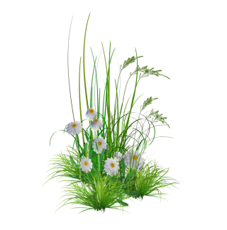 Download Flower PNG Free PNG images