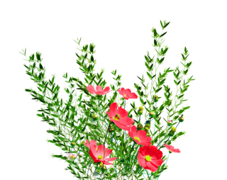 Download And Use Flower Png Clipart PNG images