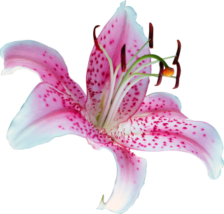 Lily Flower PNG PNG images
