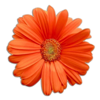 Orange Flower Png PNG images