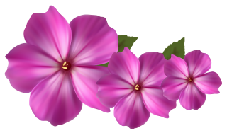 Pink Flower Decor PNG PNG images