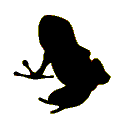 Png Frog Simple PNG images
