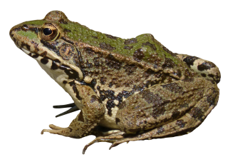 Amazing Frog PNG Image PNG images