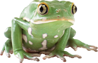 Big Eyes Frog PNG Image PNG images