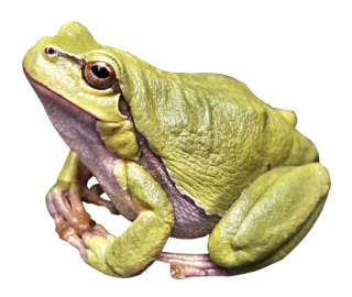 Big Frog PNG Image PNG images