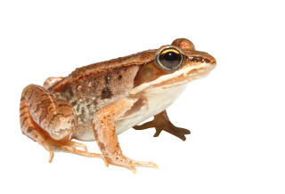 Brown Frog PNG PNG images