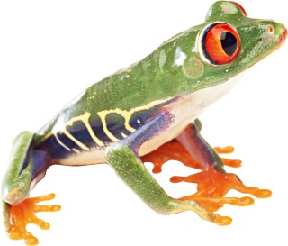 Colorful Frog PNG Image PNG images