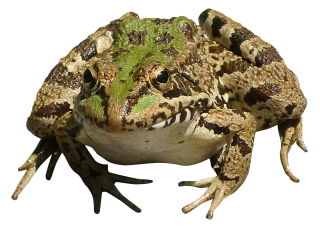 Cute Frog PNG PNG images