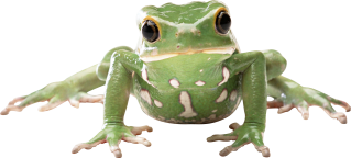 Frog Face Png PNG images