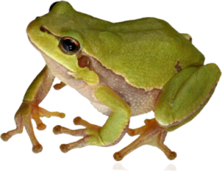 Frog HD PNG PNG images