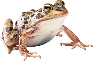 Frog Image Picture PNG images